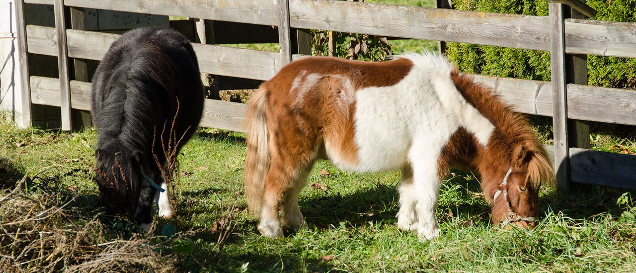 Haus Hintner Ponys